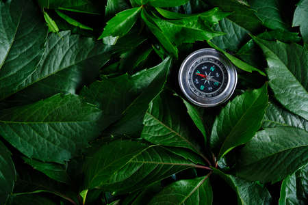 Compass middle of green foliage.Concept travel and recreationの写真素材