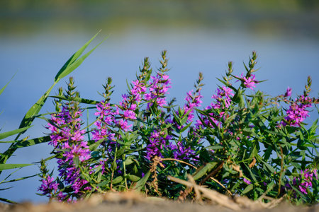 Pink wildflowers shore and against background blue riverの写真素材