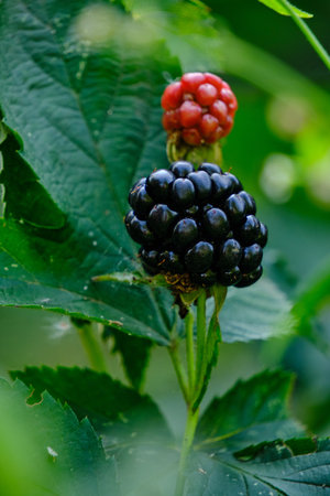 Blackberry berries, delicious and healthy foodの写真素材