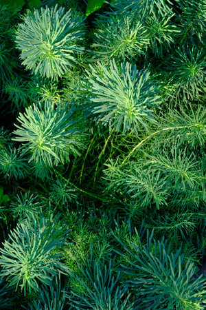 Abstract green background of needle like plant in closeup