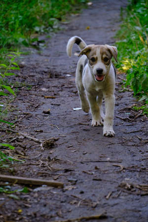 Small puppy runs along path among green grass with its tail raisedの写真素材