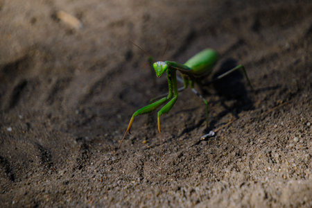 Gaze and eyes, green mantis insect in natural conditions against background sandの写真素材