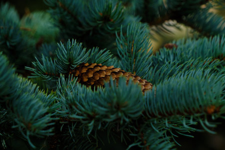 Background with branch blue spruce and cone lying itの写真素材