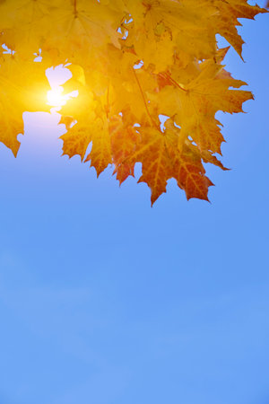 Sun rays breaking through yellowed autumn maple leaves against blue sky