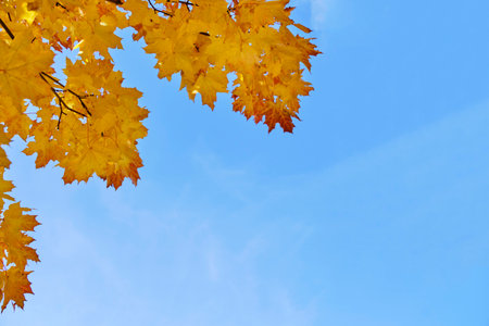 yellowed autumn maple foliage against blue sky