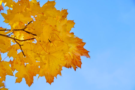 Yellowed autumn maple foliage against blue sky