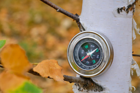 Compass in autumn forest on background birch.Concept travel, recreation and tourism