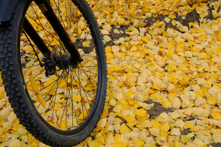 Fallen yellowed autumn foliage background bicycle wheelの写真素材