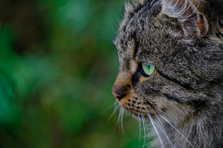 Beautiful and cute gray cat with green eyesの写真素材