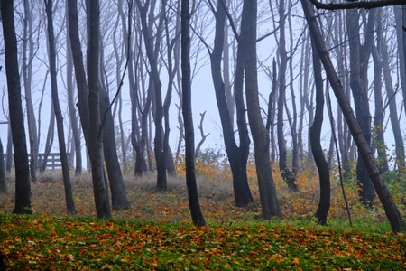 Trees in foggy, autumn, public parkの写真素材