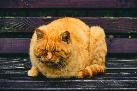 Old, red haired cat sleeping on wooden benchの写真素材