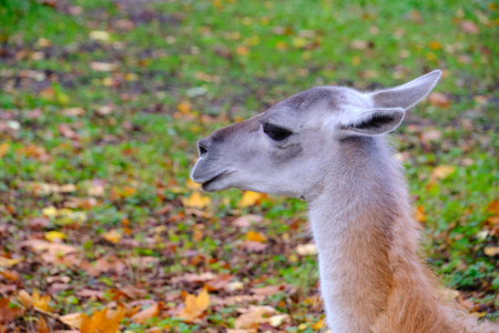 Muzzle young llama against background autumn foliageの写真素材