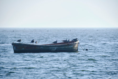 Seagulls are sitting old abandoned fishing boat in seaの写真素材