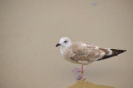 Seagull walk along sandy shoreの写真素材