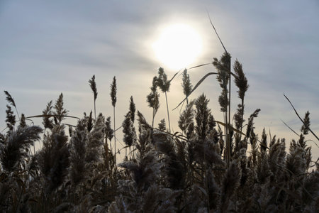 Stalks of dry reeds background sunsetの写真素材