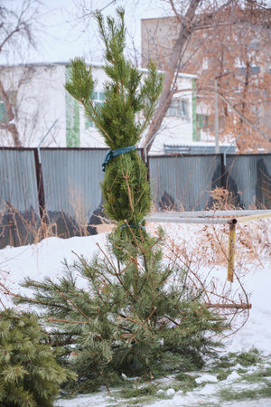 Discarded Christmas trees after New Year holidays