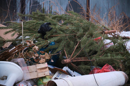 Discarded Christmas trees after New Year holidaysの写真素材