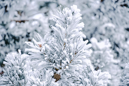 Background, snow covered pine branches