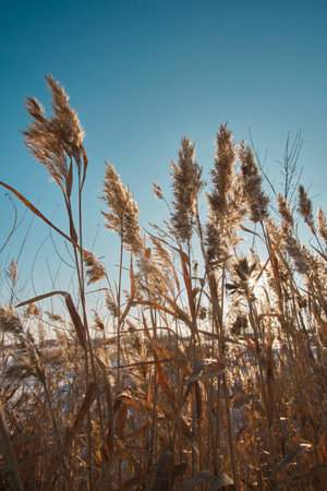 Stalks dry reeds against blue, clear sky