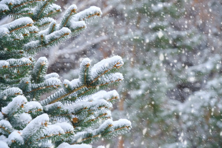 Falling snow flakes winter forest against the background snow covered spruce branchesの写真素材