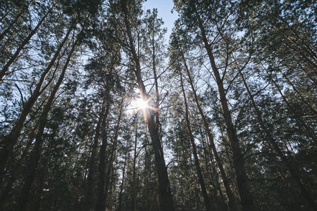 Pine forest with tall trees view from below