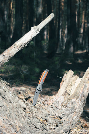 Folding knife for survival is stuck in trunk fallen tree against background forestの写真素材