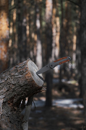 Folding knife for survival is stuck into trunk sawn off tree against background pine forestの写真素材