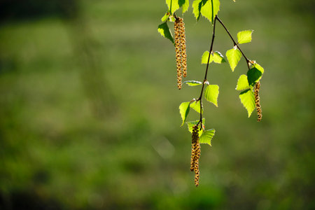 Birch branch with buds and fresh green foliageの写真素材