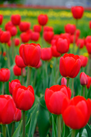 Red tulips green background.Bright beautiful flowers.Spring natureの写真素材