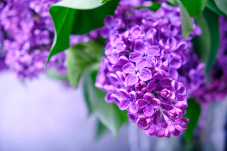 Sprig of blooming lilac with green foliage on light background