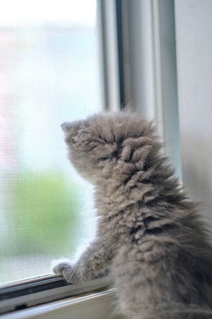Small gray kitten is sitting open window and looking out streetの写真素材