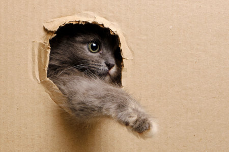 Small gray kitten stuck its muzzle and paws out window cut out in cardboardの写真素材