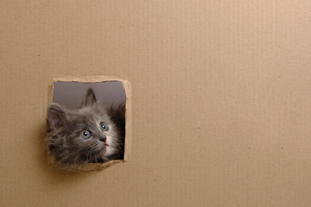 Small gray kitten struck its muzzle out cut out window in cardboard