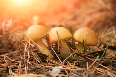 Family young butter mushrooms in pine forestの写真素材