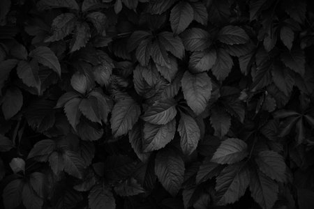 Black and white natural background dense foliageの写真素材