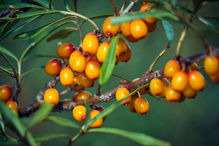 Branch with sea buckthorn in closeup.Delicious berry with vitamins C, E and Bの写真素材