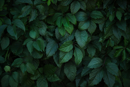 Natural background, dense green foliage.Green wall and hedgeの写真素材