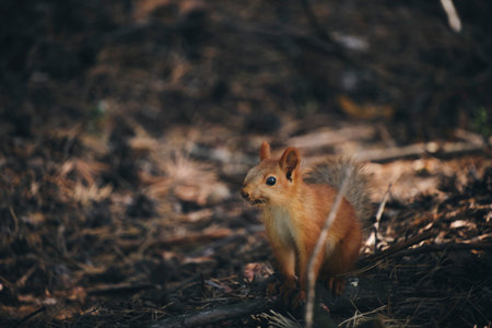 Little squirrel forest runs on groundの写真素材