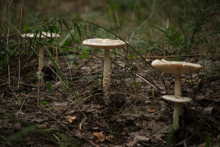 Mushrooms on autumn background fallen leavesの写真素材