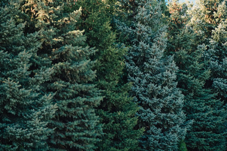 Background of row of dense forest of blue fir treesの写真素材