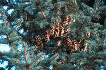 Branches blue spruce are strewn with cones