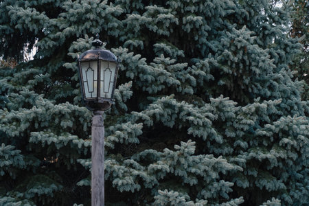Street lamp background of a blue spruceの写真素材