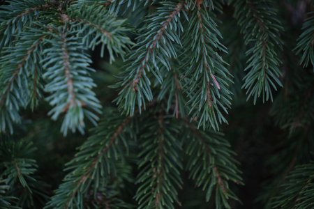 Branches blue spruce in closeup.Natural backgroundの写真素材