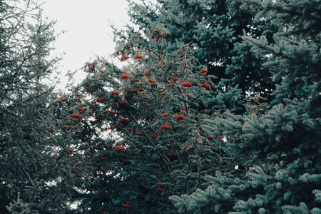 Rowan tree with bright red berries in forest among blue firsの写真素材