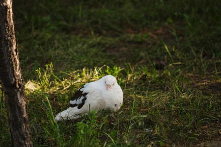 White pigeon is sitting in green grassの写真素材
