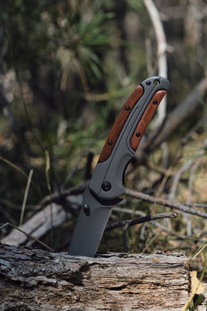 Folding survival knife with wooden inserts in handle is stuck rotten fallen tree in forest