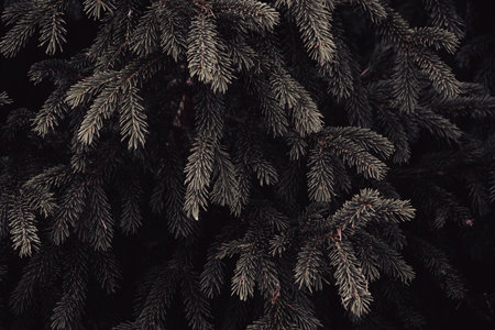 Black and white natural forest background, spruce branchesの写真素材