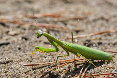 Green ordinary mantis, religious mantis close-up on a sandy background, macro photo