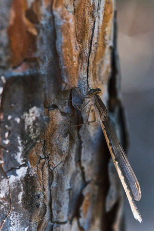 Small dragonfly sits bark pine tree, macro photoの写真素材