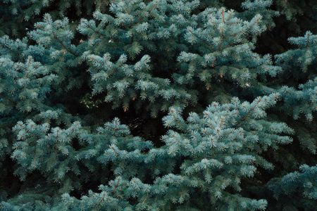 Branches blue spruce, nature background